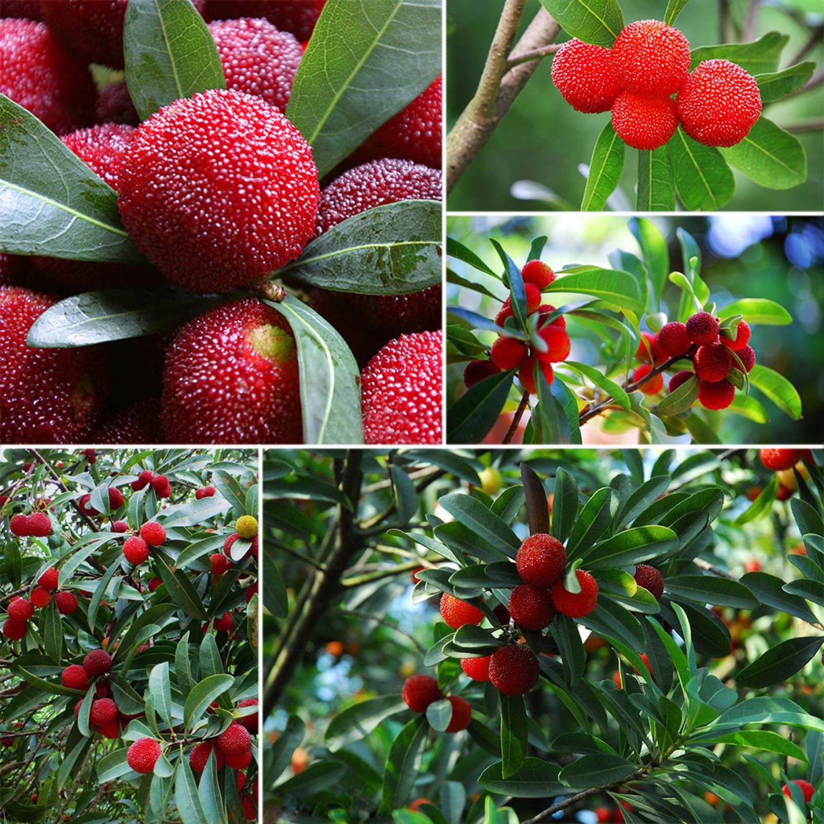 Yumberry Fruit Seeds Planting Guide