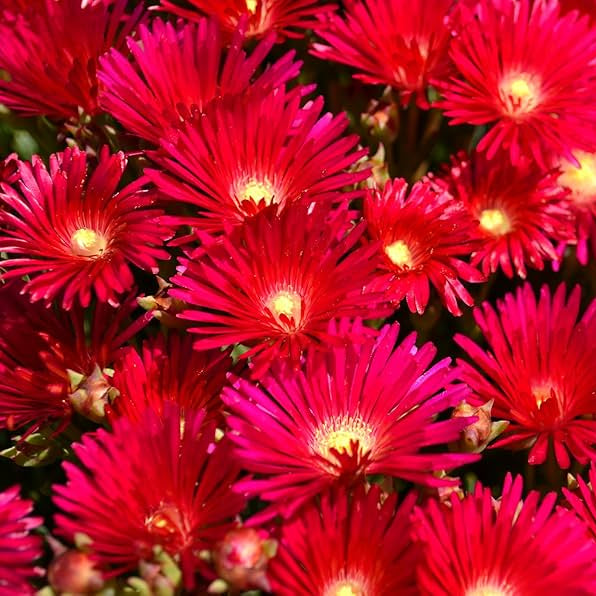 Bright Red Ice Plant Seeds for Planting home garden flower bed