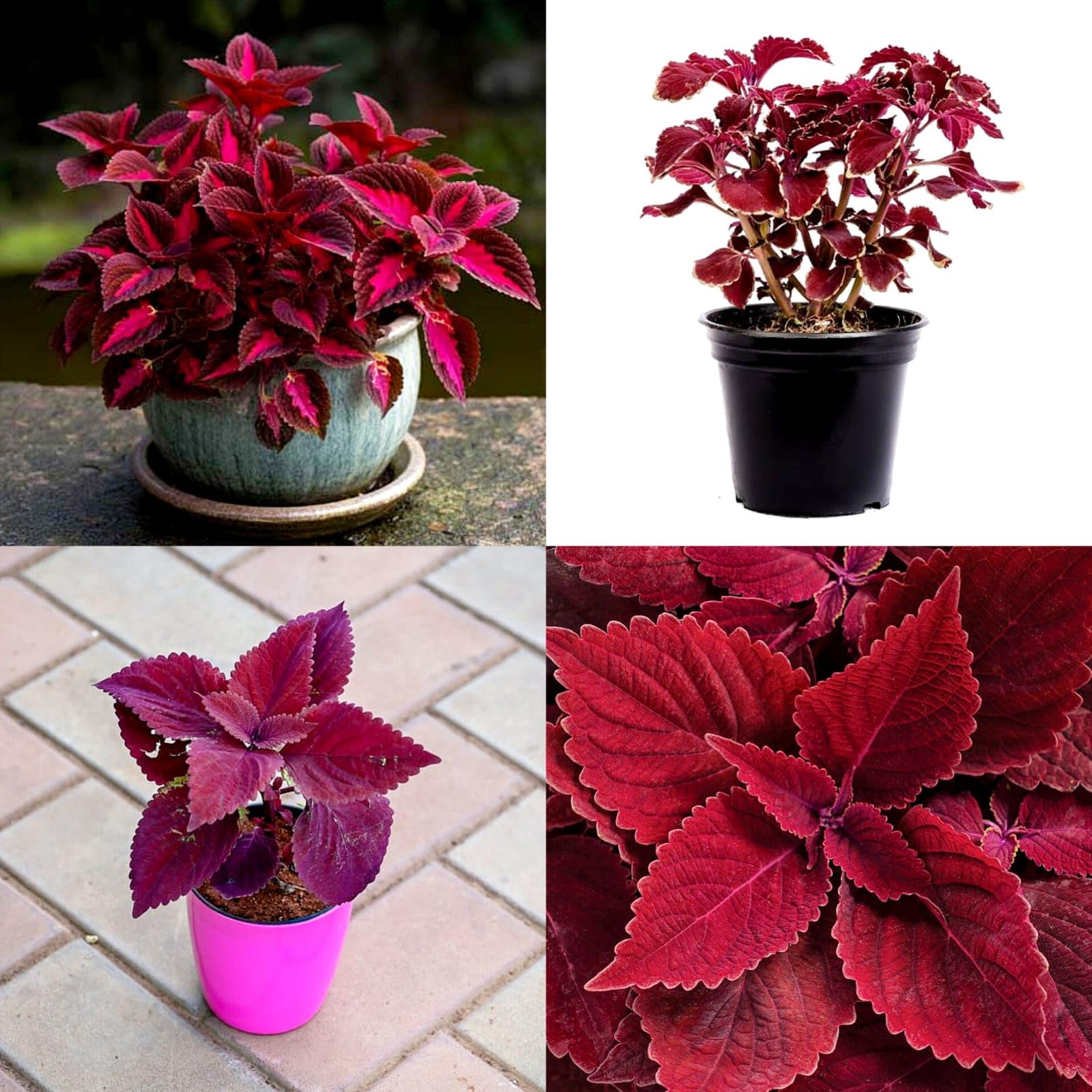 Coleus Jazz Velvet Flower Seeds for Vibrant Planting