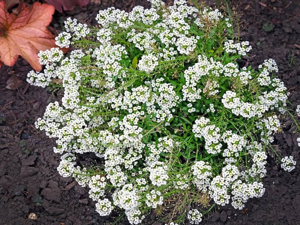 Evergrowseeds Alyssum Snow Crystals Lobularia maritima flower seeds for planting in garden, showing small seed packets and flower illustrations.