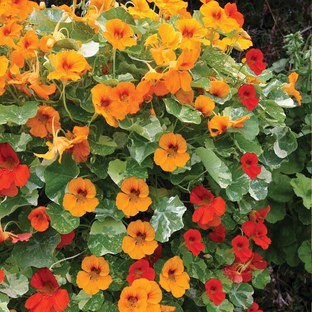 Yellow Red Nasturtium Flower seeds for Planting - Fragrant Blossoms, Heirloom & GMO Free Seeds for Home Garden