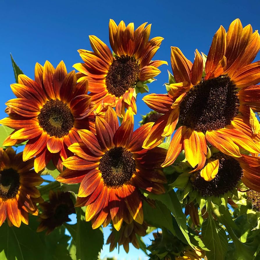 Yellow Brown Sunflower Seeds for Planting Seasonal Bloomer Heirloom & GMO Free Seeds for Home Garden
 
 Sale
