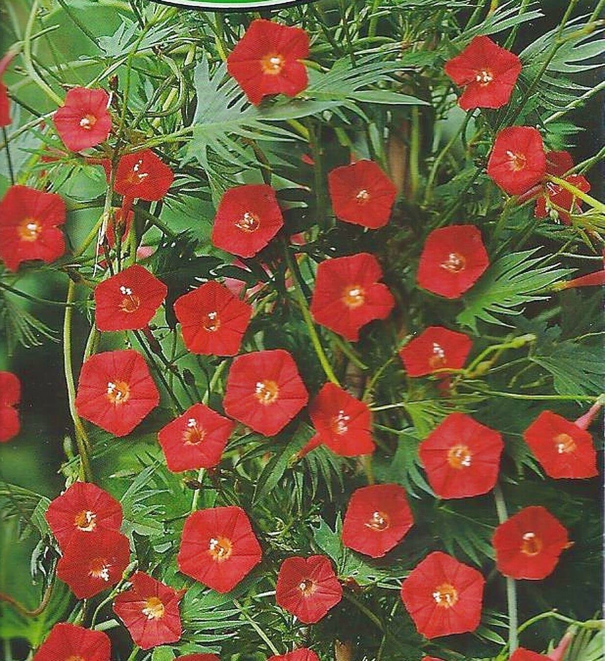 Cardinal Climber Flower Seeds – Fast-Growing Red Blooming Vines