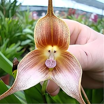 Mixed Monkey Face Orchid Flower seeds for Planting - Cut Flower Favorite, Heirloom & GMO Free Seeds for Home Garden
