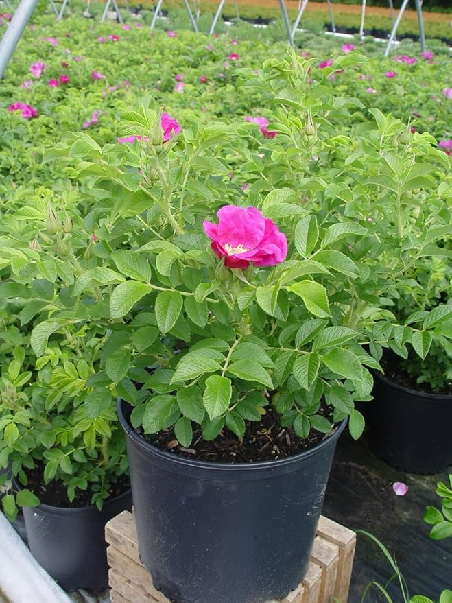 Rosa Rugosa Pink Rose Seeds