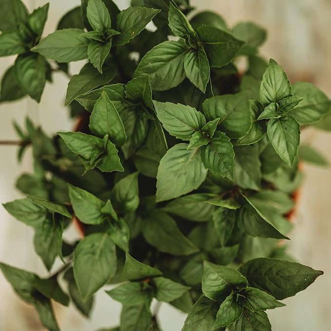 Cinnamon Basil (Zimtbasilikum) Seeds for Aromatic Herb Plants