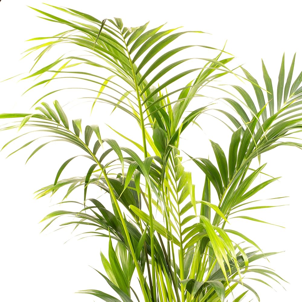 Kentia Palm Seeds for Planting Howea forsteriana for indoor gardens and tropical landscapes - Evergrowseeds