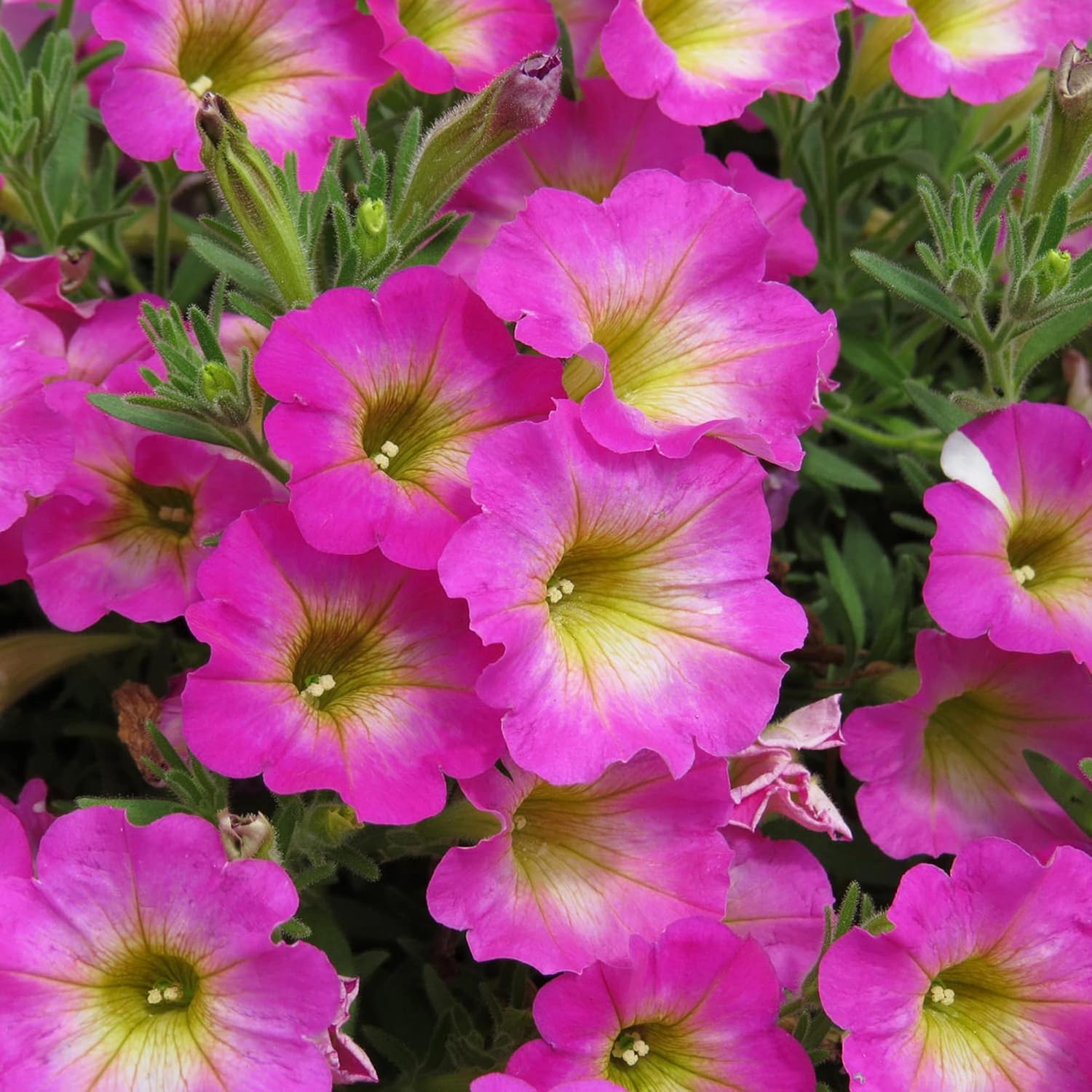Petunia ’Supertunia Daybreak Charm’ Seeds Showy Flowers Drought Tolerant Attract Hummingbirds