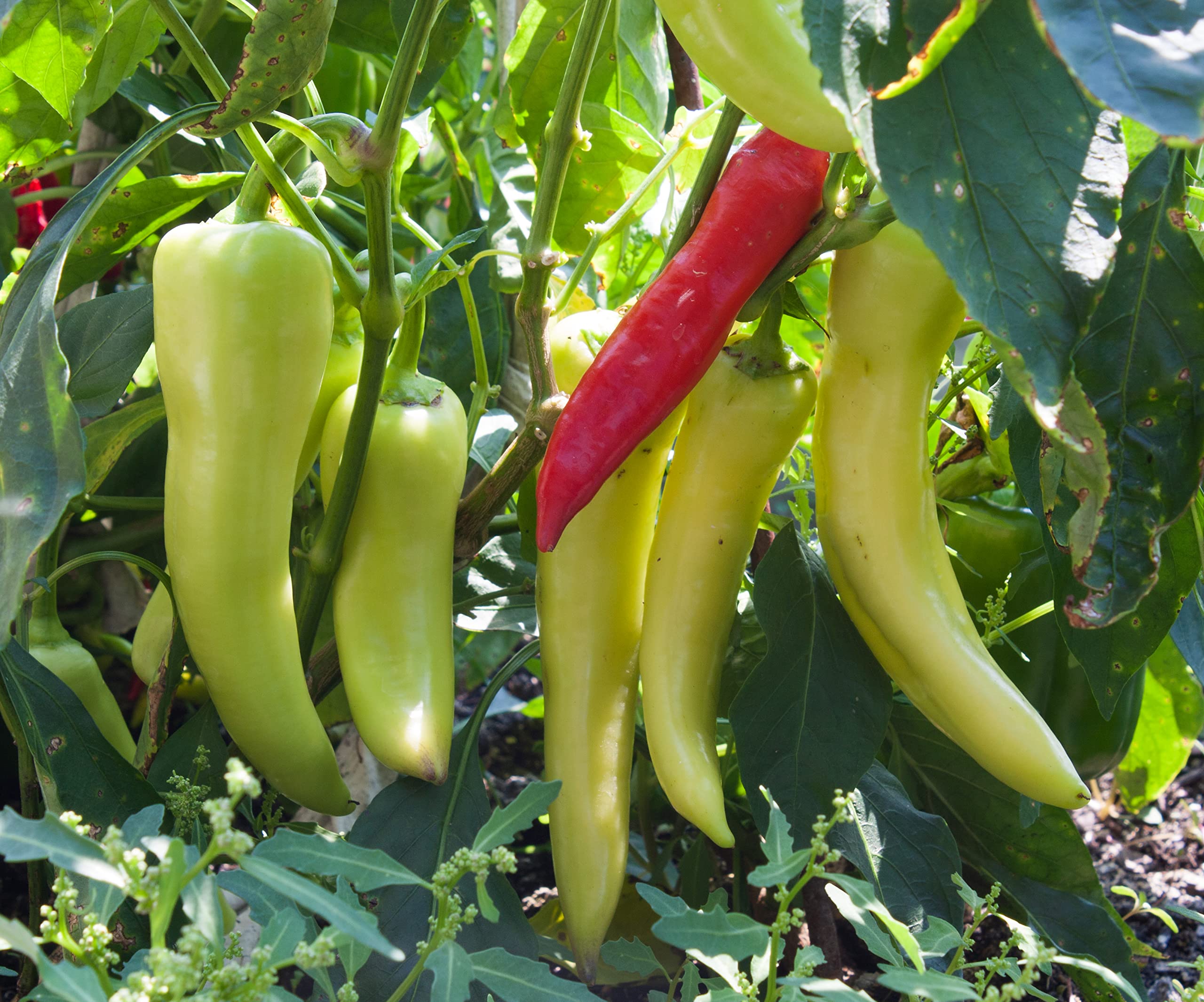 Paprika Annuum Pepper Seeds Capsicum annuum for Planting in Vegetable Patch