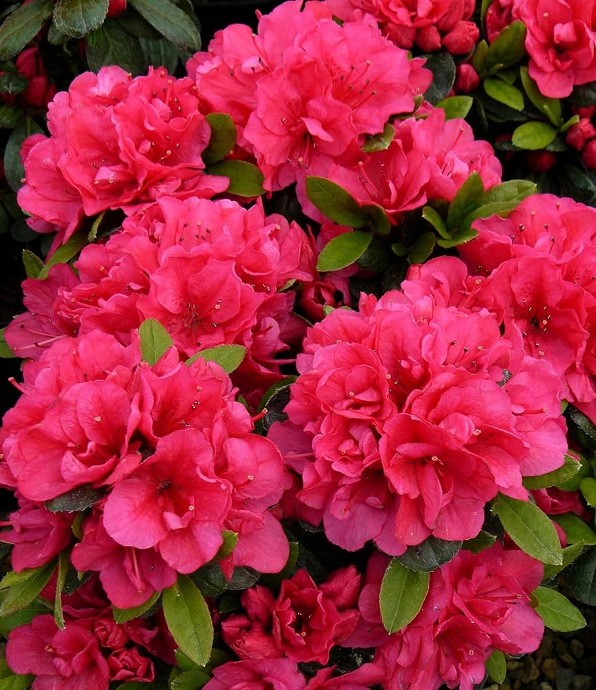 Pink Satsuki Azalea Flower seeds for Planting - Vibrant Colors, Heirloom & GMO Free Seeds for Home Garden
