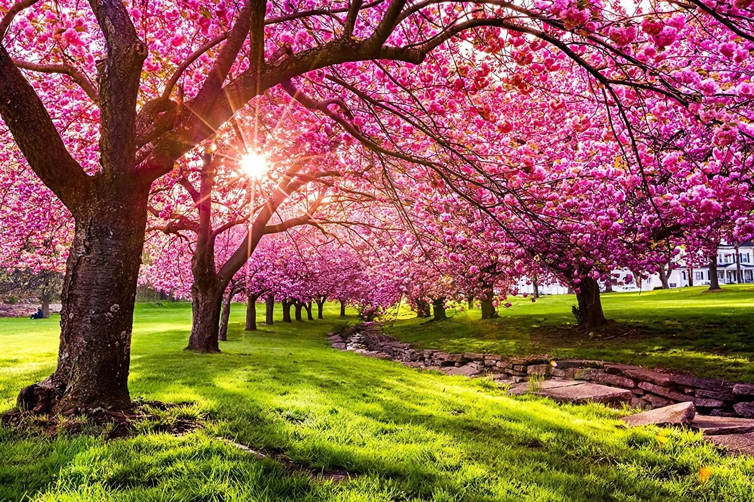 Weeping Sakura Seeds Plant Cherry Blossom For Growing In The Garden Or Home Vegetable Best Selling