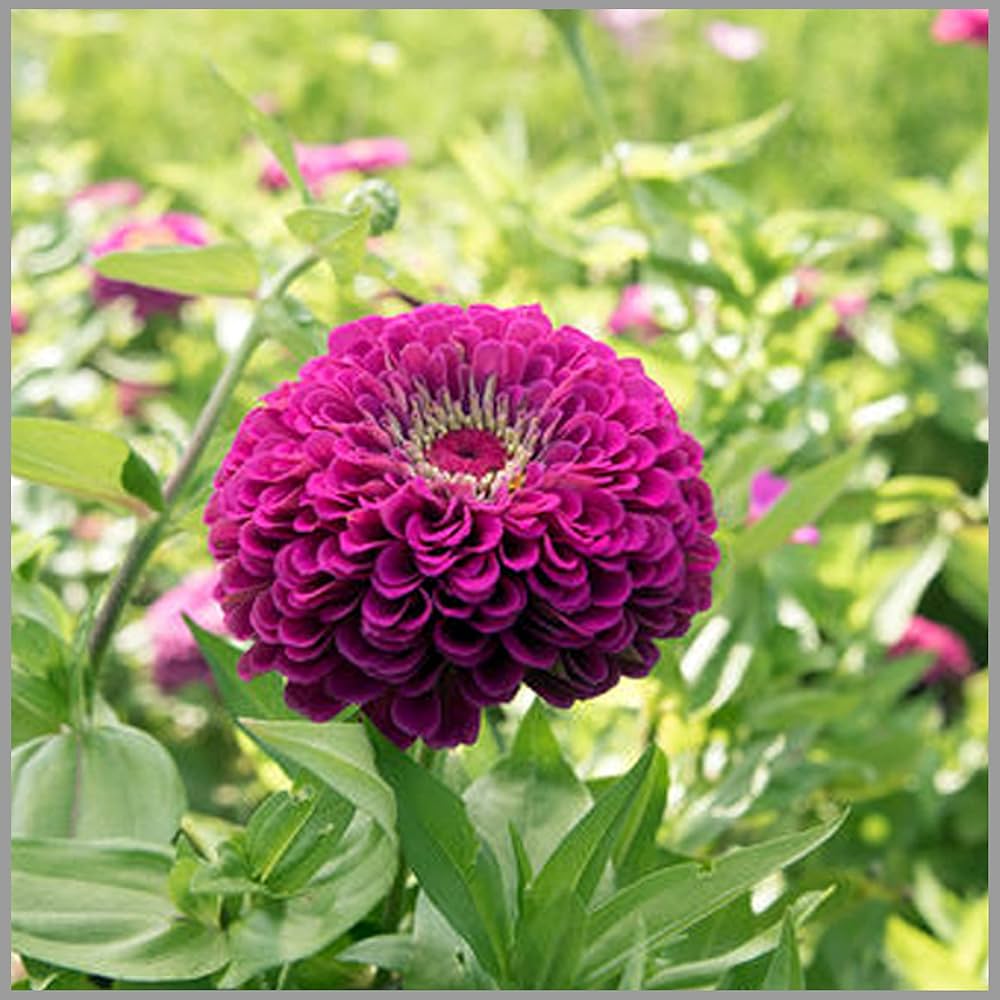 Amethyst Flower Seeds – Stunning Purple Flowers for Garden Decor (4G / 2100 Pcs)
