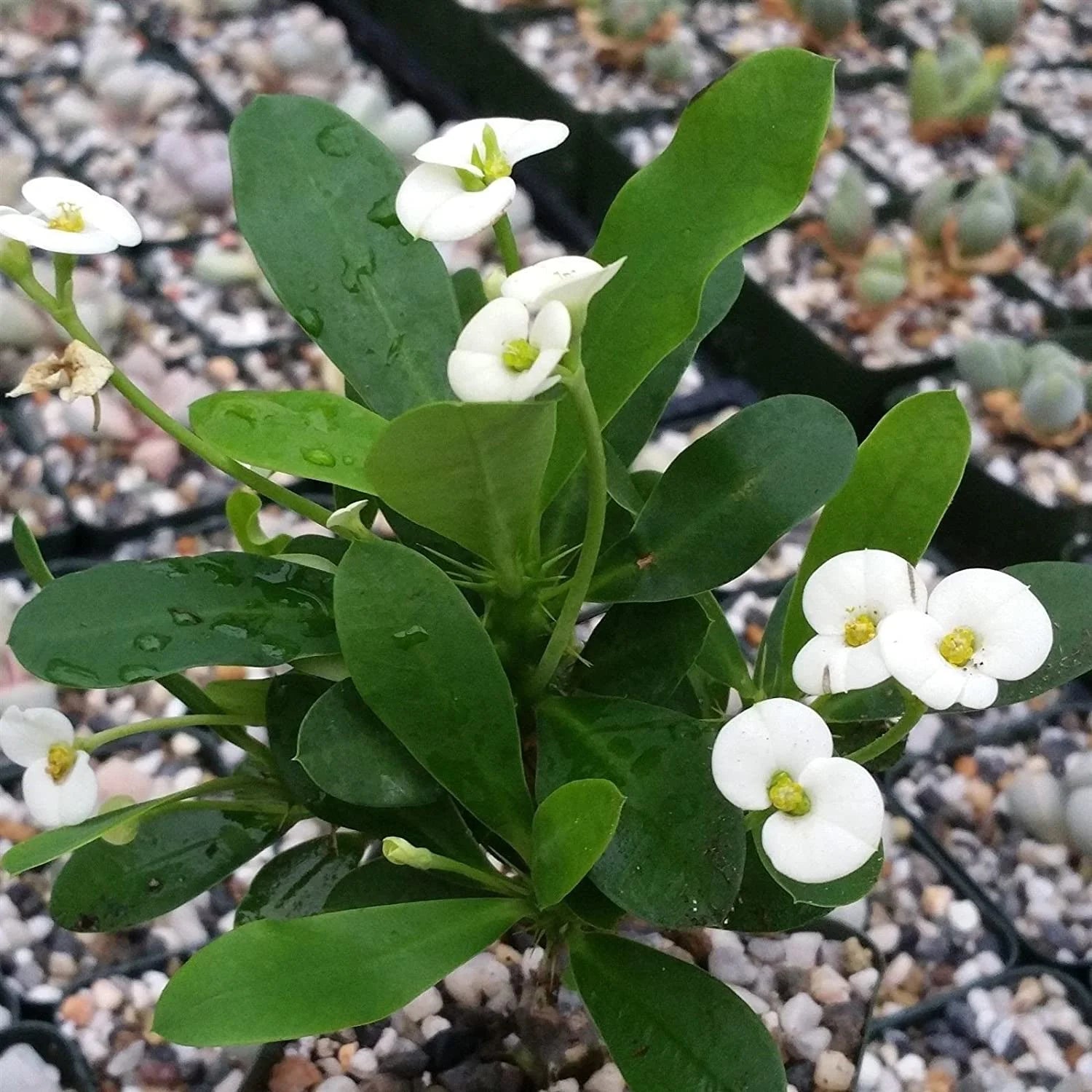 White Euphorbia Milii Seeds for Planting - Elegant Flower Seeds for a Stunning Garden - Evergrowseeds