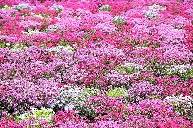 Phlox Phlox paniculata Seeds for Planting in Flower Bed & Garden