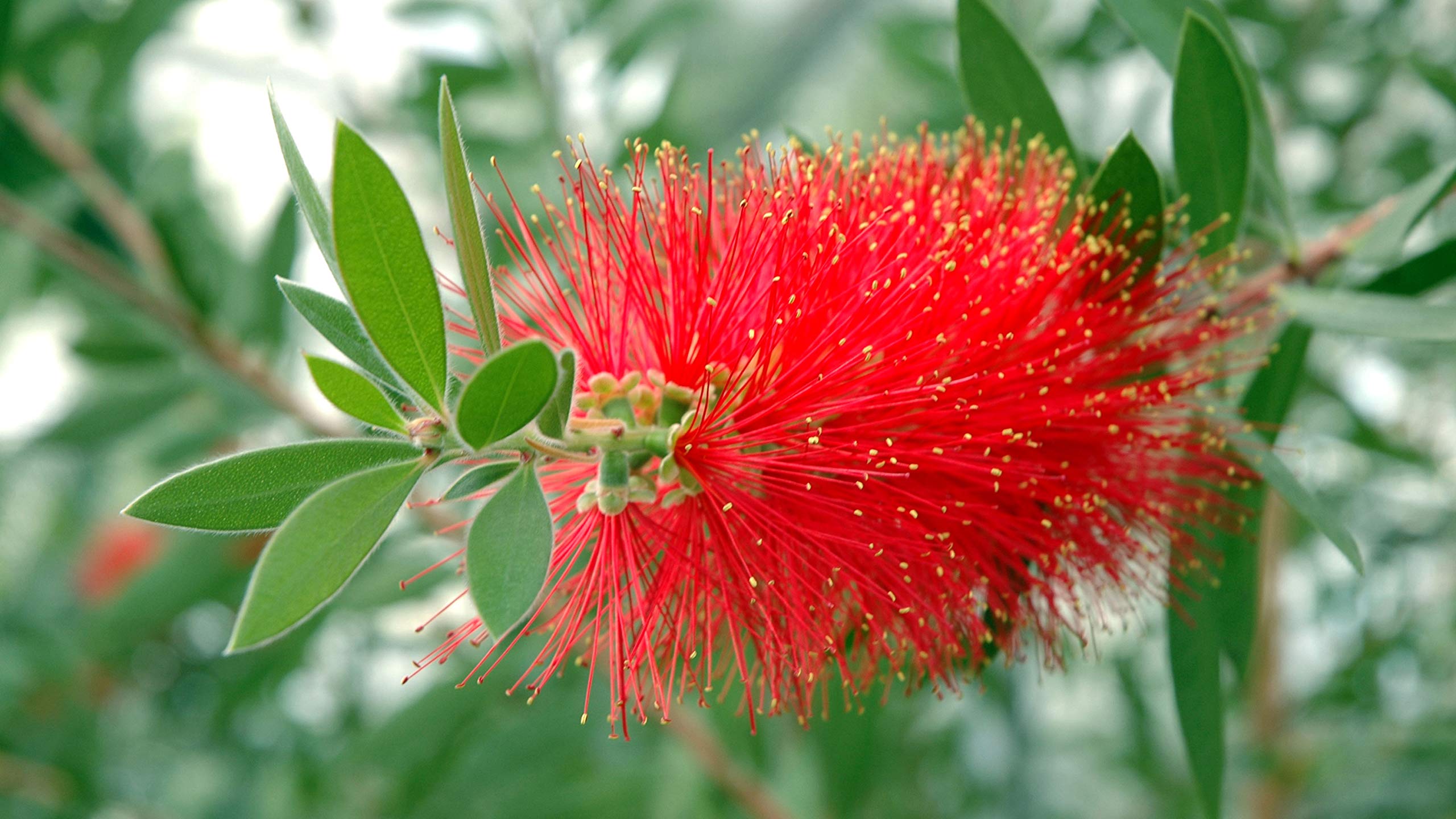 Brush Flower seeds for Planting - Drought Tolerant, Heirloom & GMO Free Seeds for Home Garden