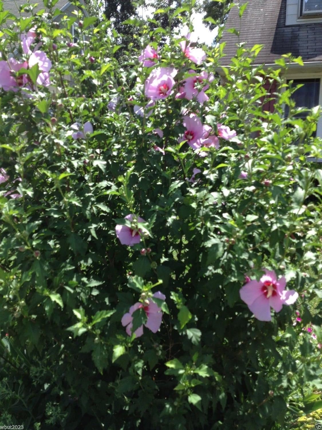 Hibiscus Rose Of Sharon Seeds (Hibiscus Syriacus) -Cold Hardy Perennial Best Selling