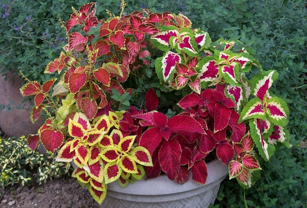 Coleus Plectranthus scutellarioides Seeds for Planting in Container Garden and Indoor Pots