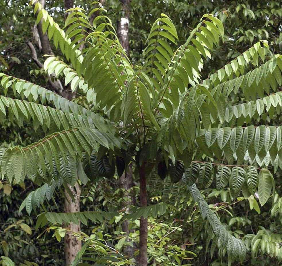 Ailanthus Tree Seeds - Comprehensive Planting Guide for Successful Growth