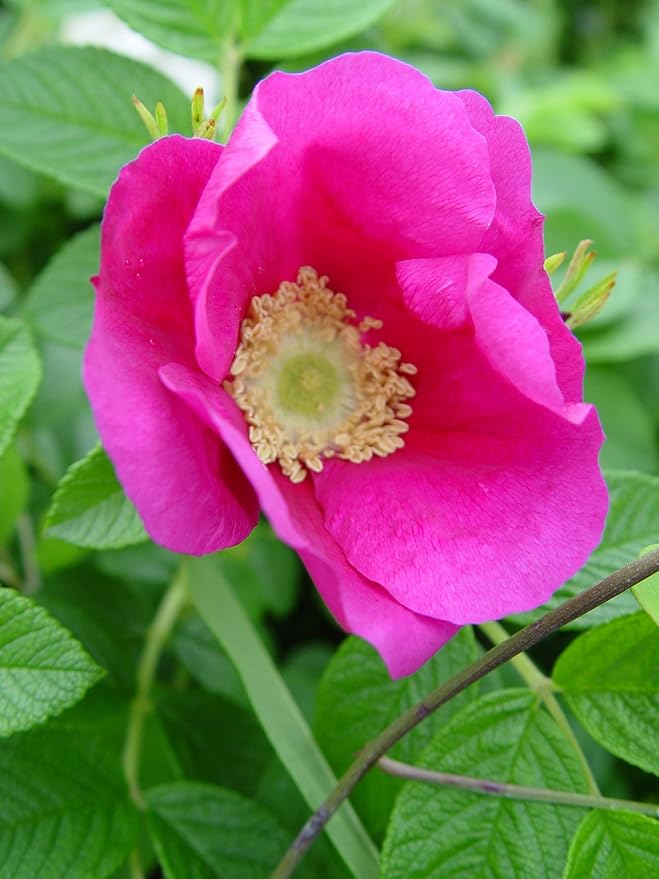 Rosa Rugosa Pink Rose Seeds