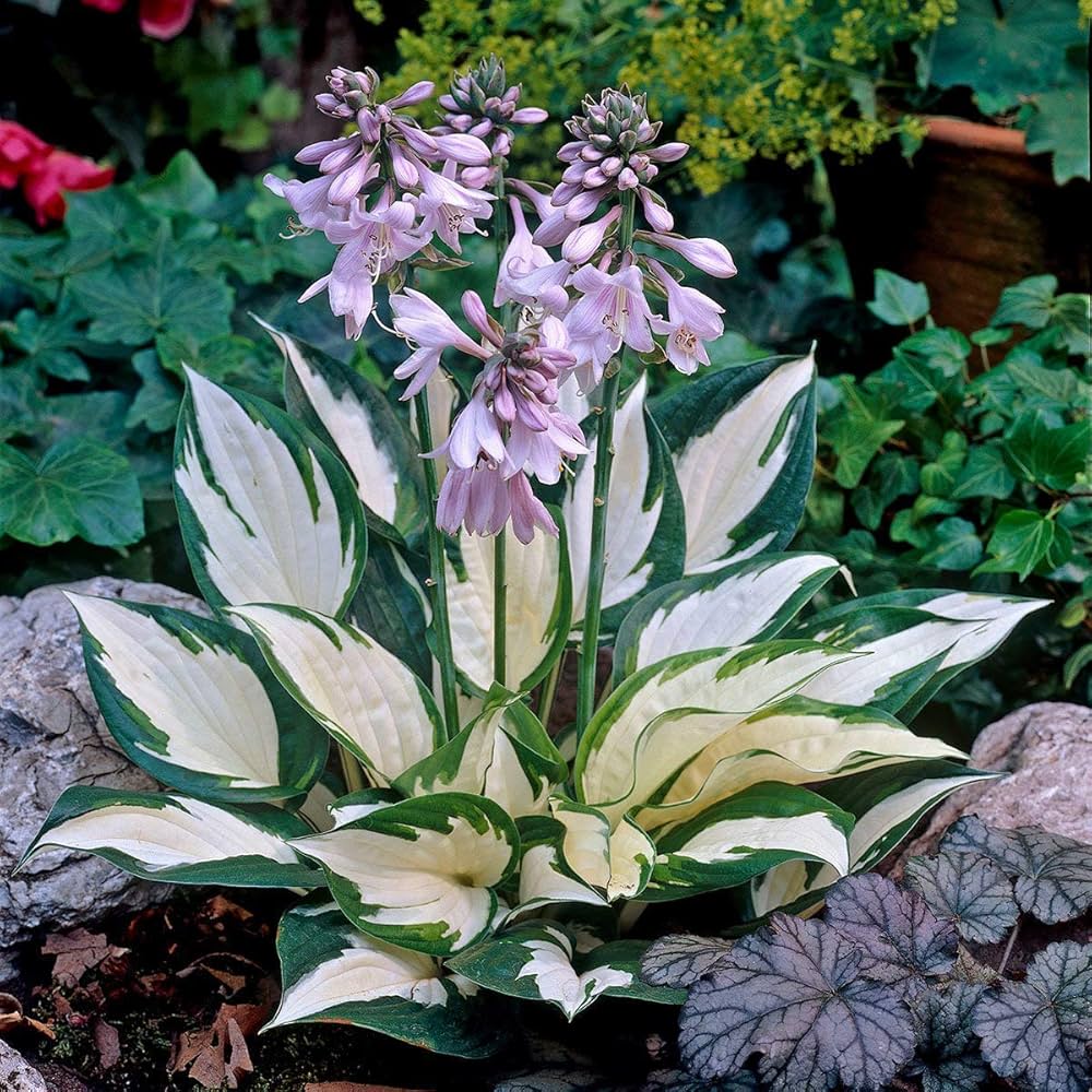 Green Blue Hosta Flower seeds for Planting - Long Bloom Season, Heirloom & GMO Free Seeds for Home Garden