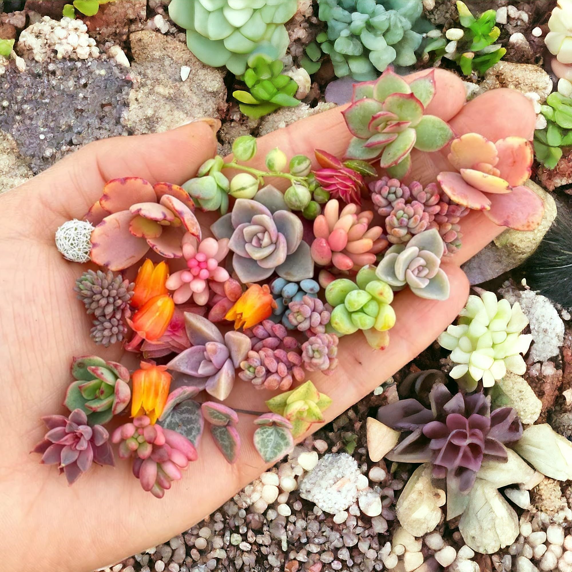 Flores Succulent Seeds, Cactus Flower Bonsai Garden Rare Plant