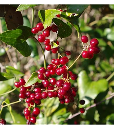 Sarsaparilla Nostrana Fruit Planting Seeds - Grow Delicious Fruit at Home