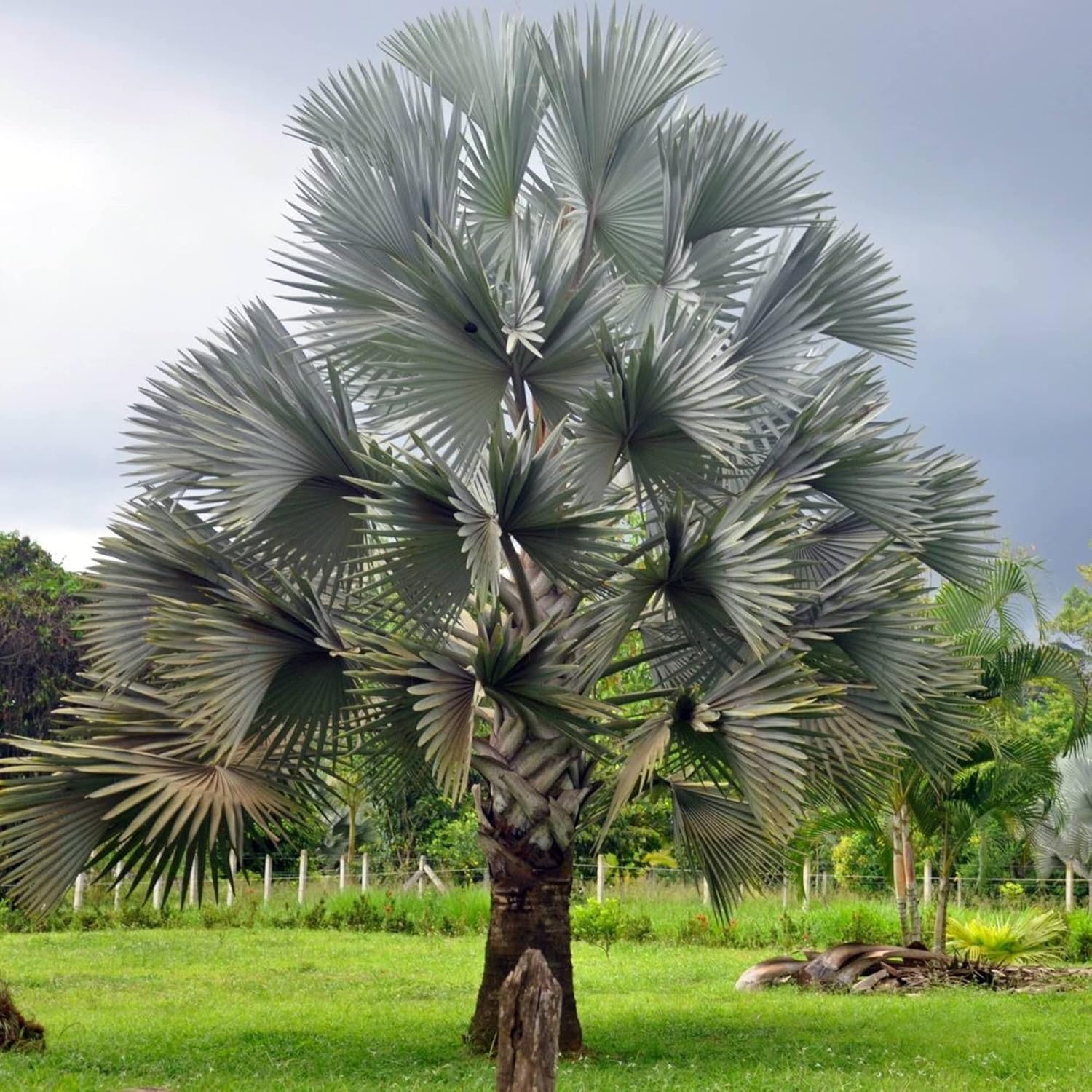 Bismarck Palm Seeds Bismarckia Nobilis Low Maintenance Showy Evergreen Drought Tolerant Bed Border