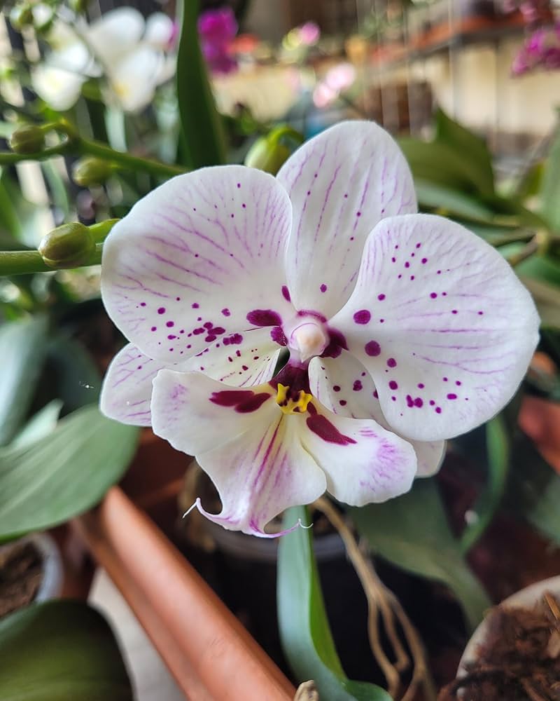 White Purple Phalaenopsis Orchid Seeds for Planting  Stunning Orchid Flower Seeds for Gardeners