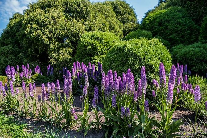 Echium Fastuosum Flowering Plant Echium fastuosum Seeds for Planting in Flower Bed & Garden