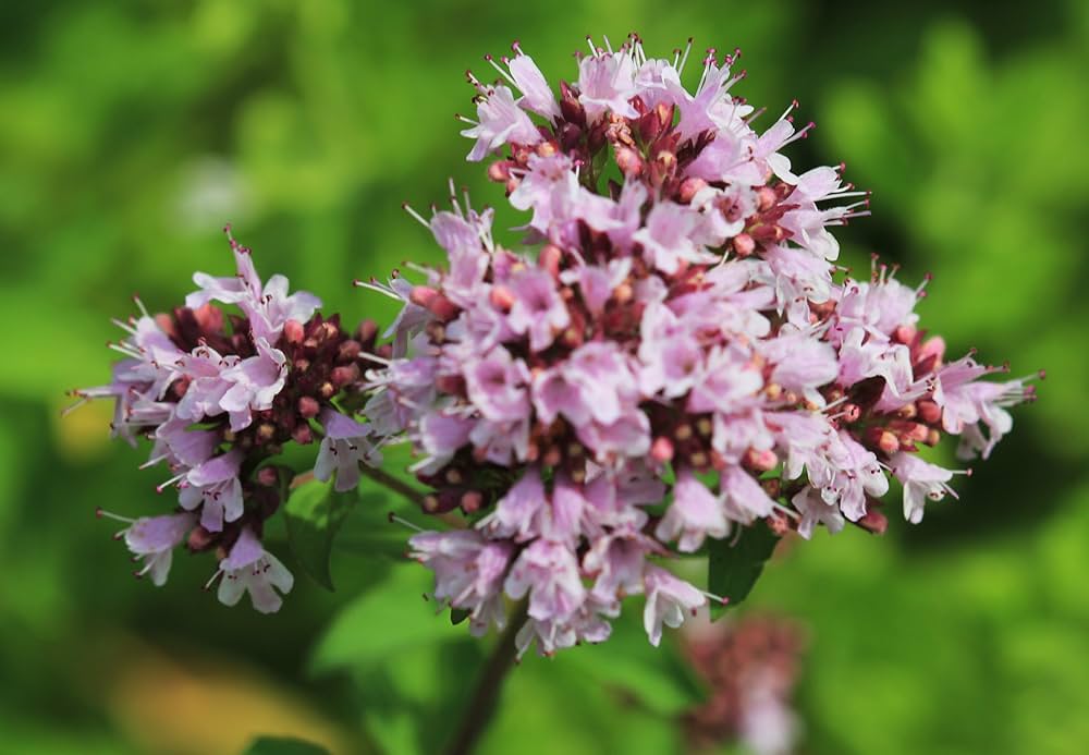 Purple Pulegium Flower seeds for Planting - Sun Loving, Heirloom & GMO Free Seeds for Home Garden