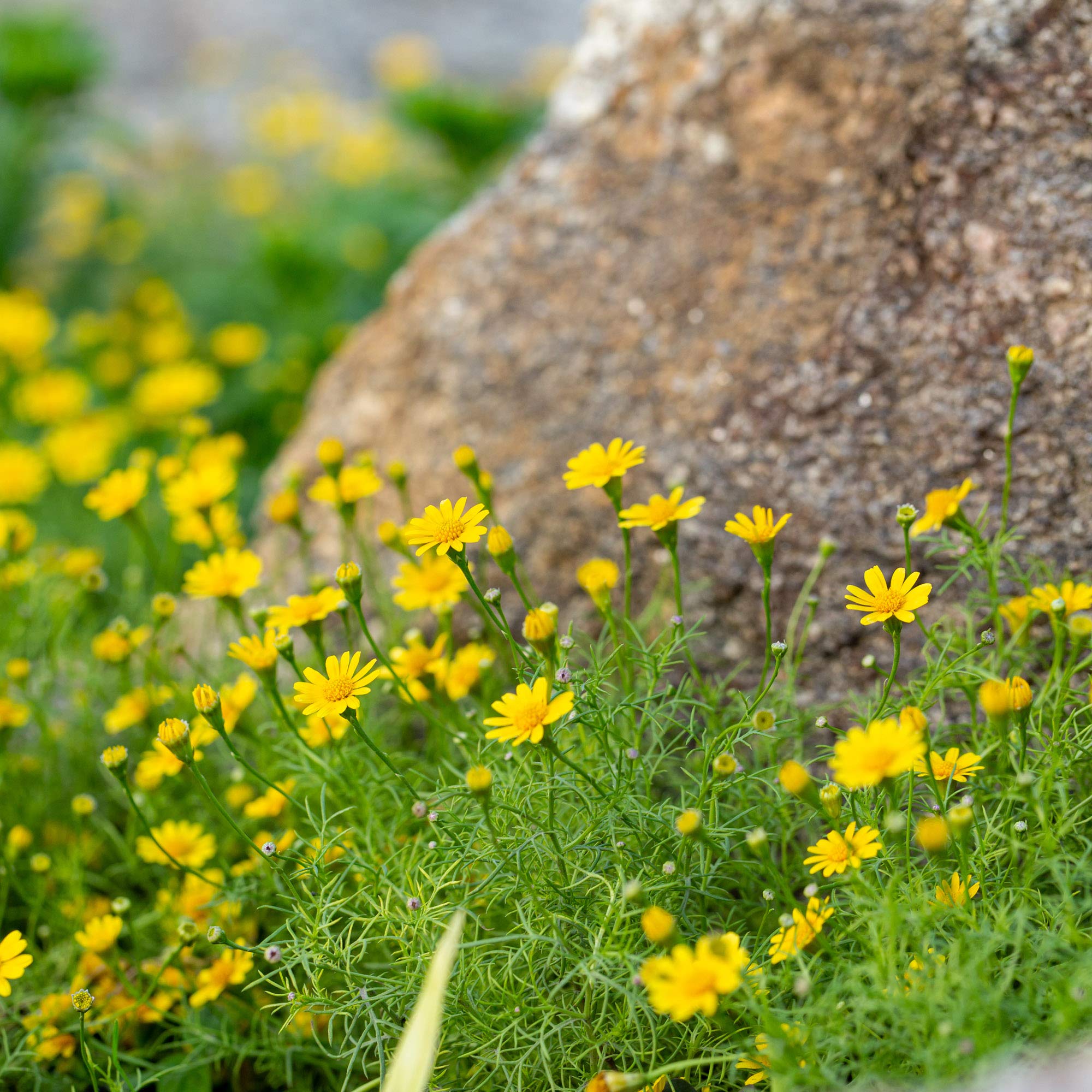 Yellow Thymophylla Flower Seeds Planting