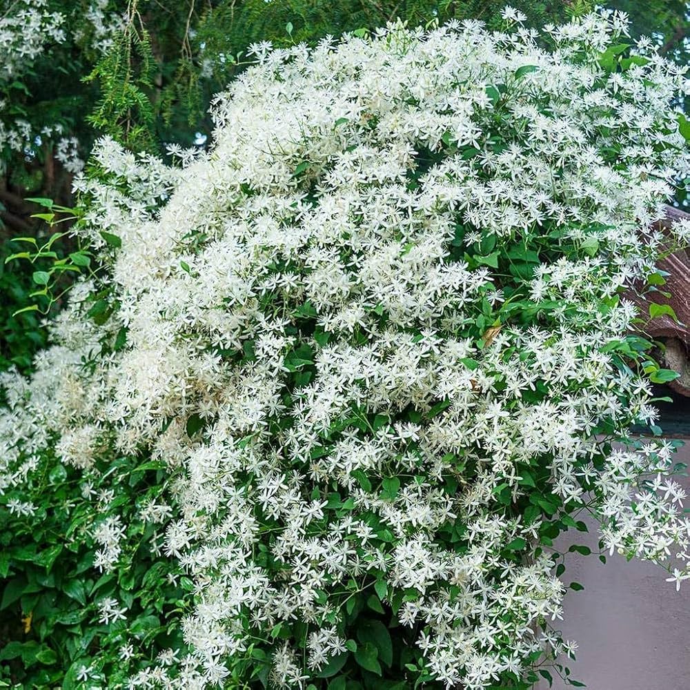 White Loropetalum Flower seeds for Planting - Low Maintenance, Heirloom & GMO Free Seeds for Home Garden