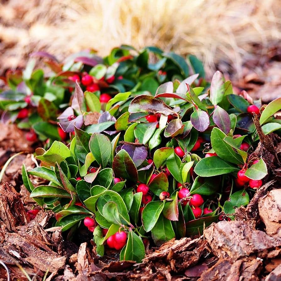 Evergrowseeds Wintergreen Flower Gaultheria procumbens seeds for planting, 20 pack of vibrant flower seeds in a clear container