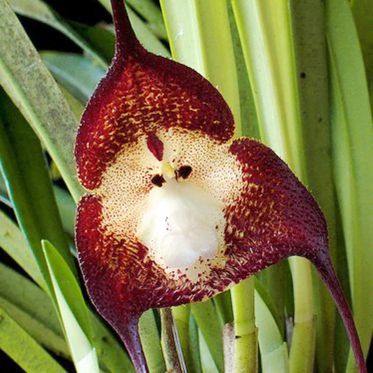 Monkey Face Orchid Flower Seeds Dracula Simia Perennial Non-Gmo Fragrant Indoor Potted Plant Best