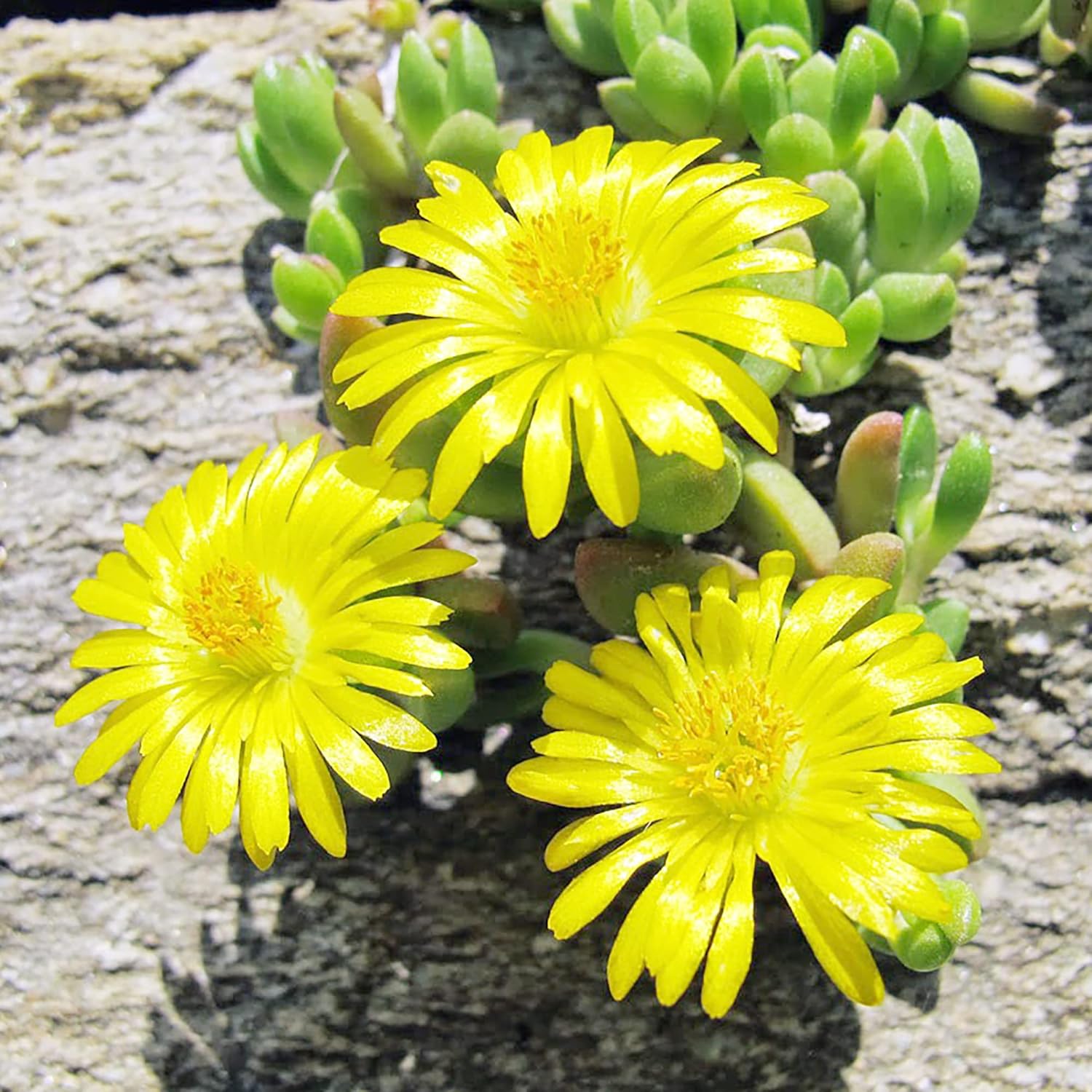 Yellow Ice Plant Seeds Evergreen Ornamental Edible Attract Butterflies Drought Tolerant Ground
