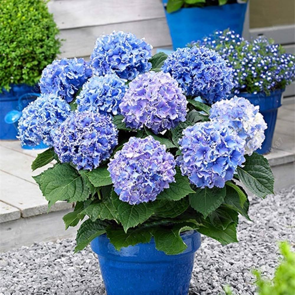 Hydrangea Seeds, Bonsai Hydrangea for Home Garden