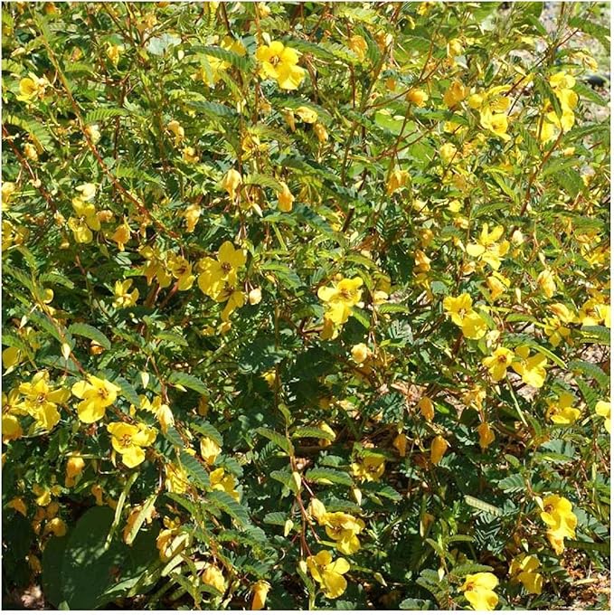 Partridge Pea Chamaecrista fasciculata Seeds for Planting in Flower Bed & Garden