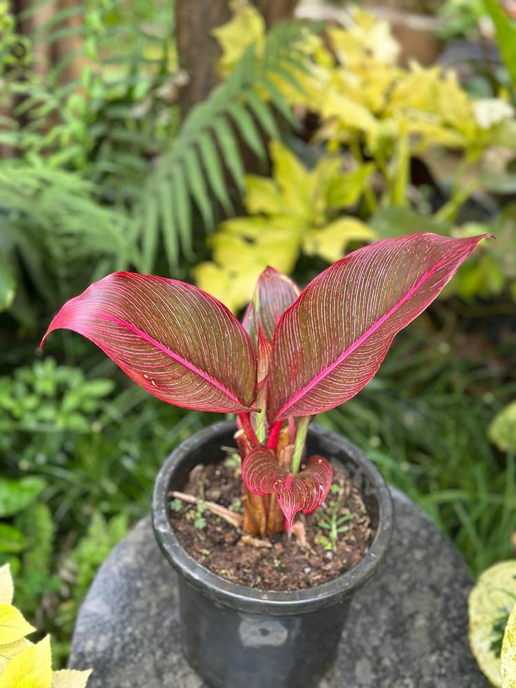Red Cordyline Rubra Flower seeds for Planting - Bright Blooms, Heirloom & GMO Free Seeds for Home Garden