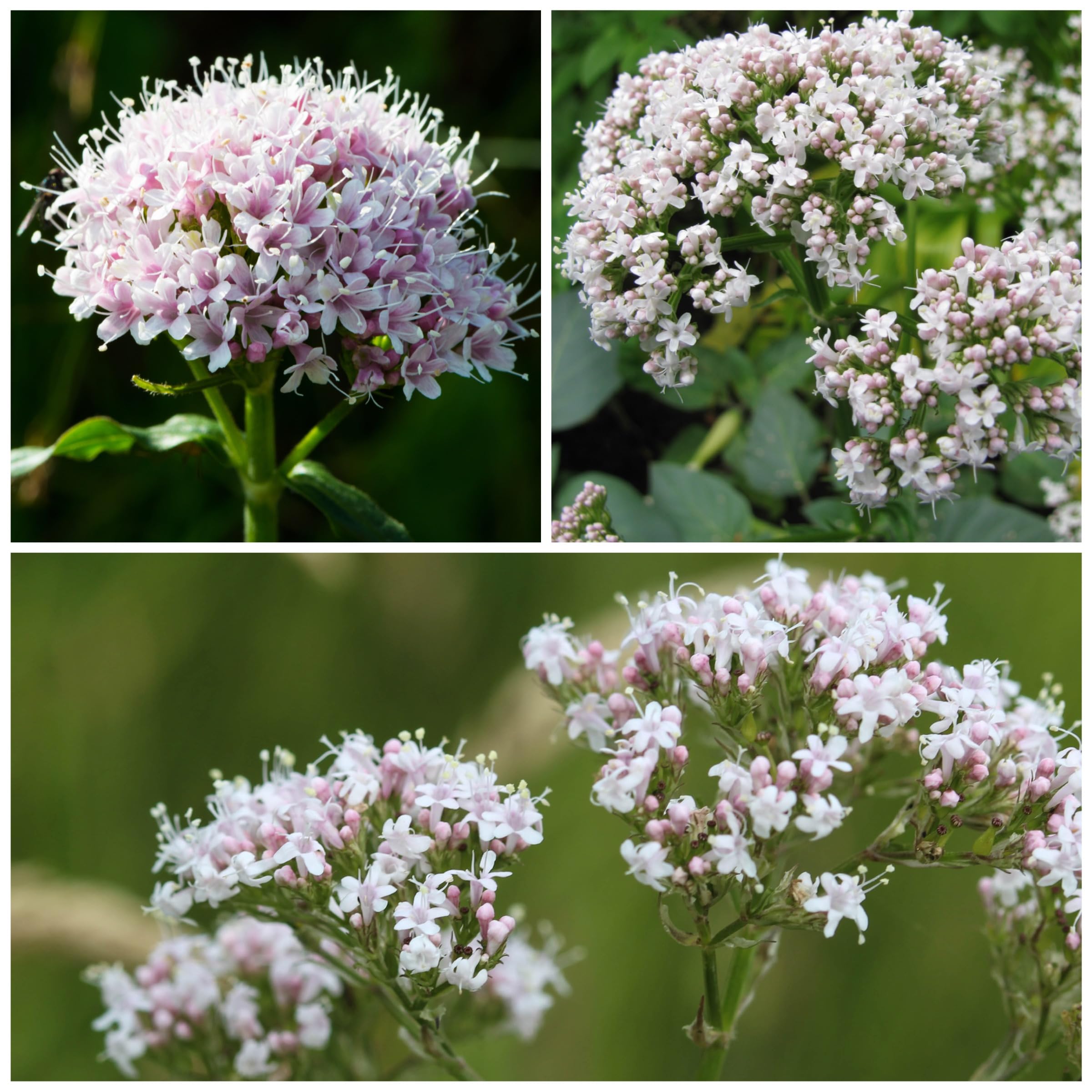 Valerian Herbal Plant Valeriana officinalis for planting in herb garden