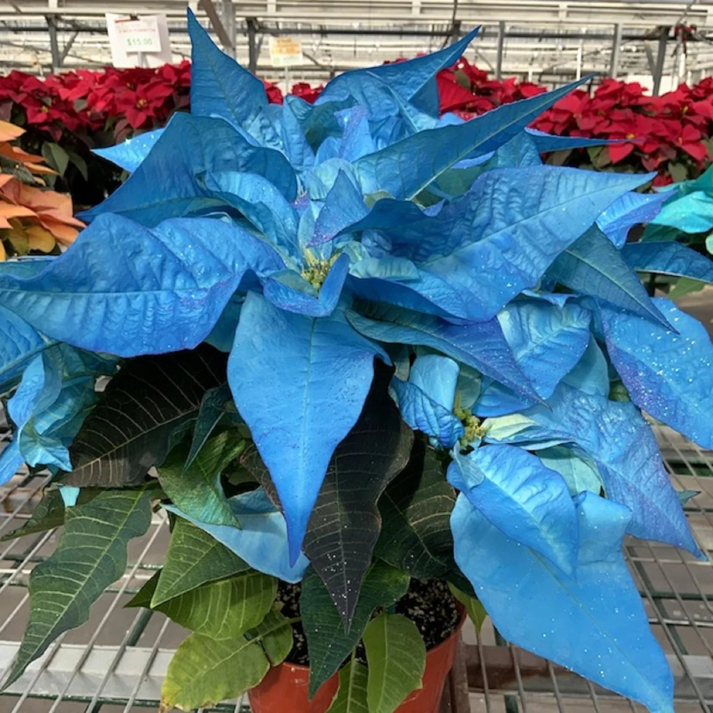 Poinsettia Flower seeds for Planting - Cottage Garden Essential, Heirloom & GMO Free Seeds for Home Garden