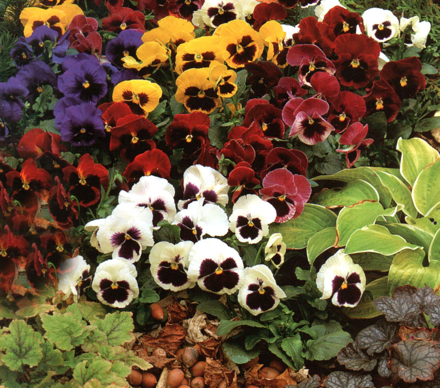 Pansy Swiss Flower seeds for Planting Hardy Variety Heirloom & GMO Free Seeds for Home Garden