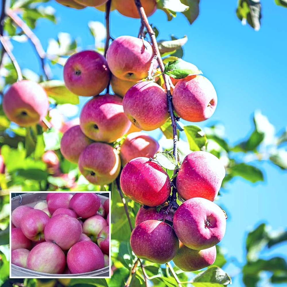 Pink Apple Fruit Seeds for Easy Planting