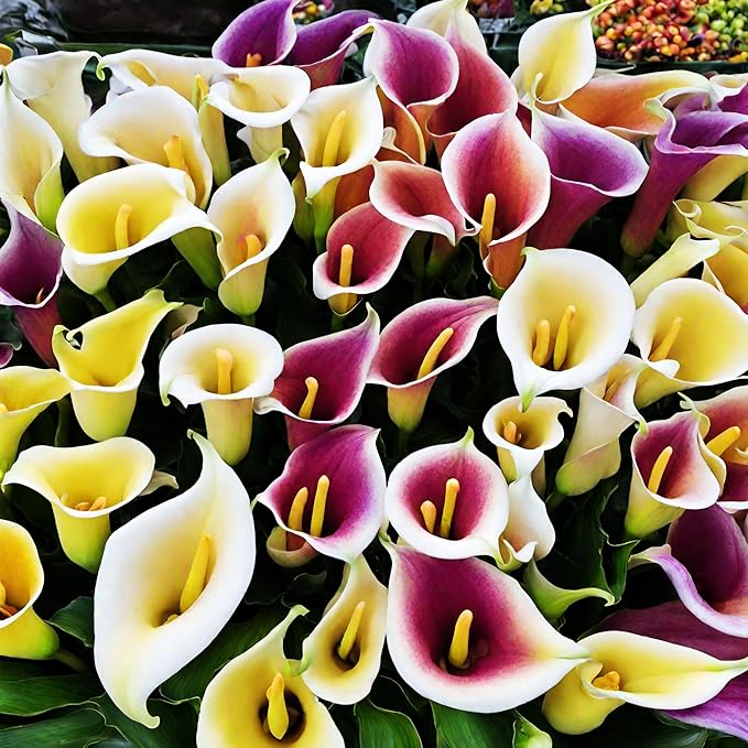 Lily Lilium spp. Flower Seeds for Planting in Flower Bed & Garden