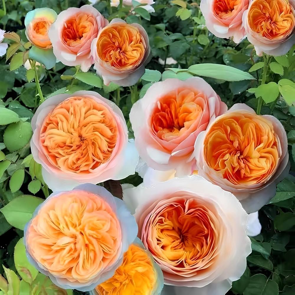 Juliet Flower Planting Seeds for Vibrant Blooms - Perfect for Your Garden - Evergrowseeds