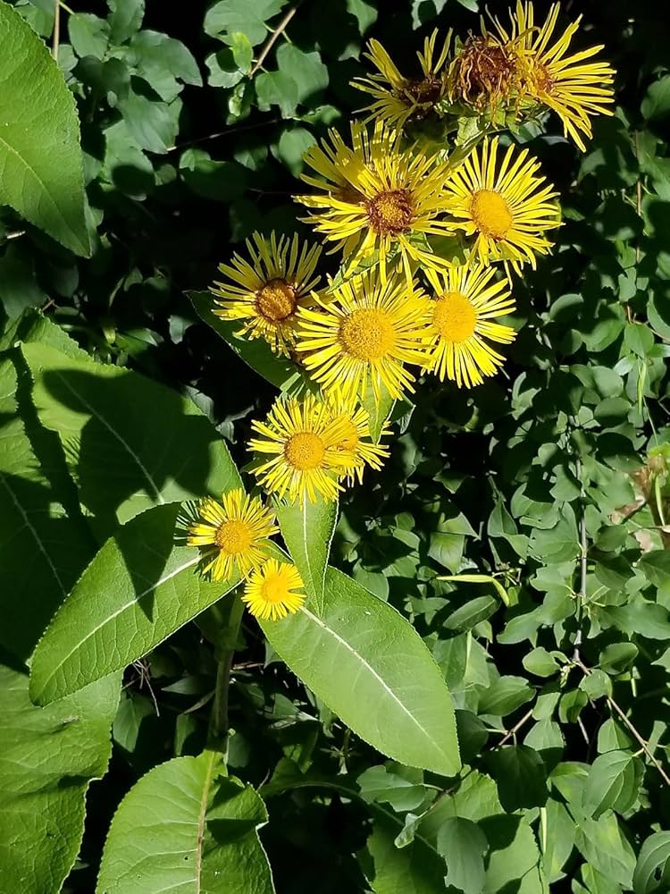 Elecampane Seeds for Planting Inula helenium for herbal gardens and flower beds