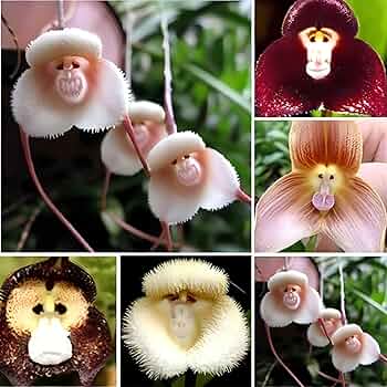 Monkey Orchid Seeds for Planting  Unique Mixed Collection