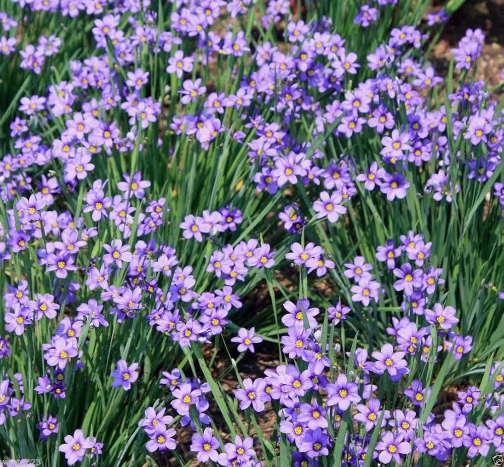 Sisyrinchium Bellum Flower Seeds for Planting in Flower Bed