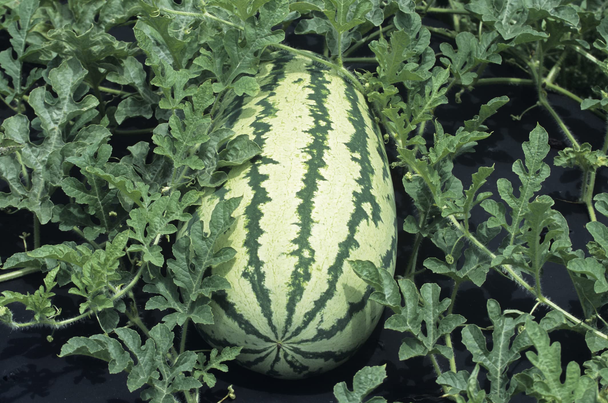 Green Flesh Watermelon Seeds Japan Watermelon Plants, Tasty Edible Vegetable Fruit Seeds - Evergrowseeds