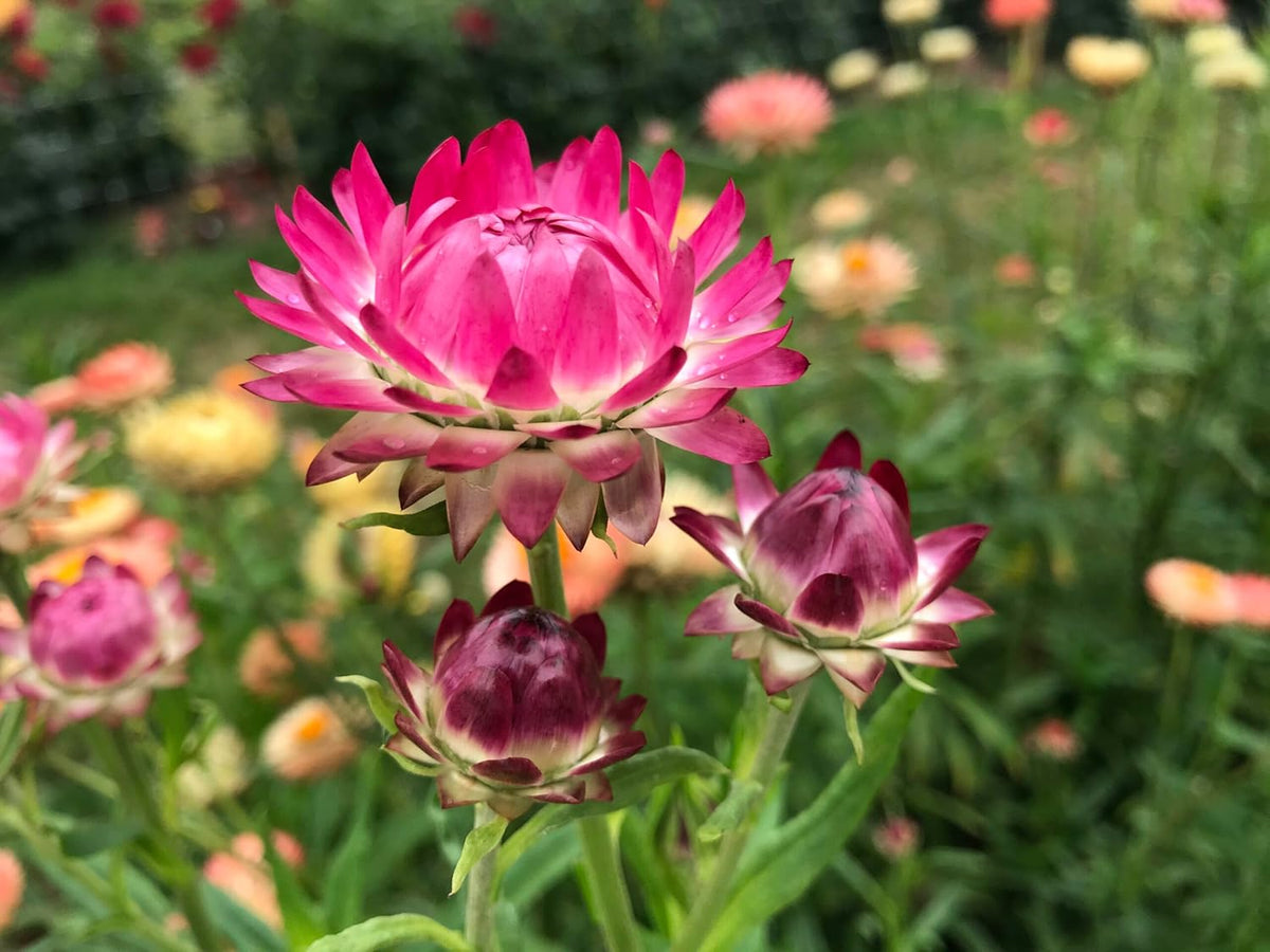 Helichrysum Bracteatum Flower seeds for Planting - Colorful Display, Heirloom & GMO Free Seeds for Home Garden
 
 Sale seeds for home garden