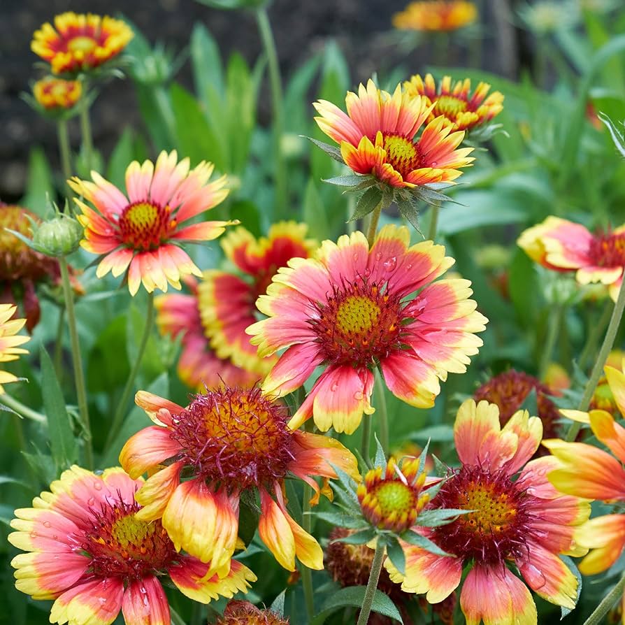 Gaillardia Goblin Blanket Gaillardia aristata Seeds for Planting in Wildflower Garden